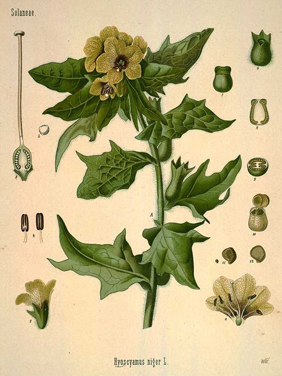 Köhler's Medizinal-Pflanzen in naturgetreuen Abbildungen mit kur.